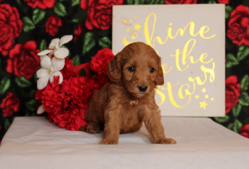 puppy, for, sale, Mini Goldendoodle F2, Matthew B. Stoltzfus, dog, breeder, Gap, PA, dog-breeder, puppy-for-sale, forsale, nearby, find, puppyfind, locator, puppylocator, aca